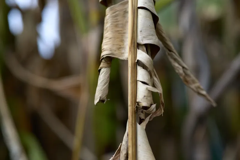 Close-up of dried brown leaves curling and twisting on a plant stem in natural outdoor setting. Concept for autumn decay, nature texture, and seasonal change.