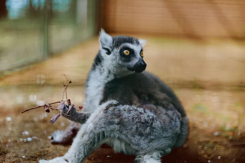 Lemur ring-tailed primate animal wildlife tail sitting on ground, portrait with bright yellow eyes and grey fur, looking back in zoo enclosure with soft light and detailed texture.