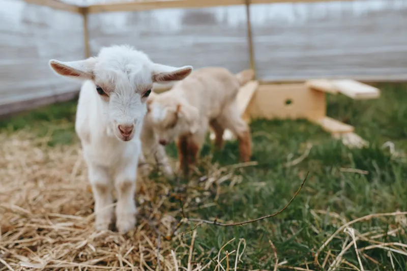Two young baby goats explore a fenced outdoor pen with straw and grass on a sunny day, showing curious and playful behavior in a natural farm environment.