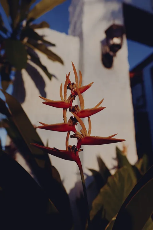 Red tropical flower in sunlight with green leaves and white building background, natural outdoor setting with sharp shadows and warm colors, vibrant plant detail in focus