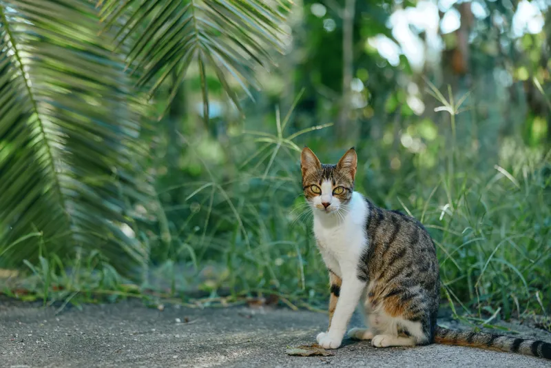 A curious cat sits on a paved path amid lush greenery, gazing softly at the camera with a calm, attentive expression in a serene outdoor scene that feels peaceful and inviting.