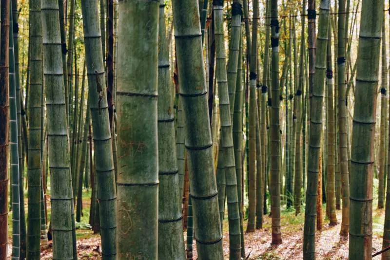 Bamboo forest grove with tall green trunks and vertical stalks, dense nature scene with filtered sunlight on the ground, peaceful tropical landscape for ecology and serenity