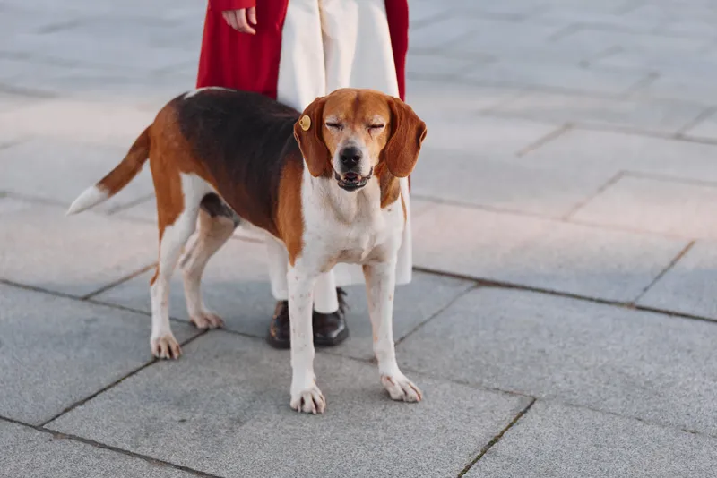 A young woman in a red coat stands on a paved street with her eyes closed beagle dog in front, enjoying a calm moment outdoors in natural daylight.