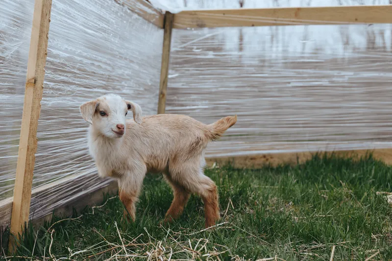 Goat kid exploring a sunny yard near a transparent greenhouse, framed by wooden stakes. Playful, curious, energetic moment captured in natural light.