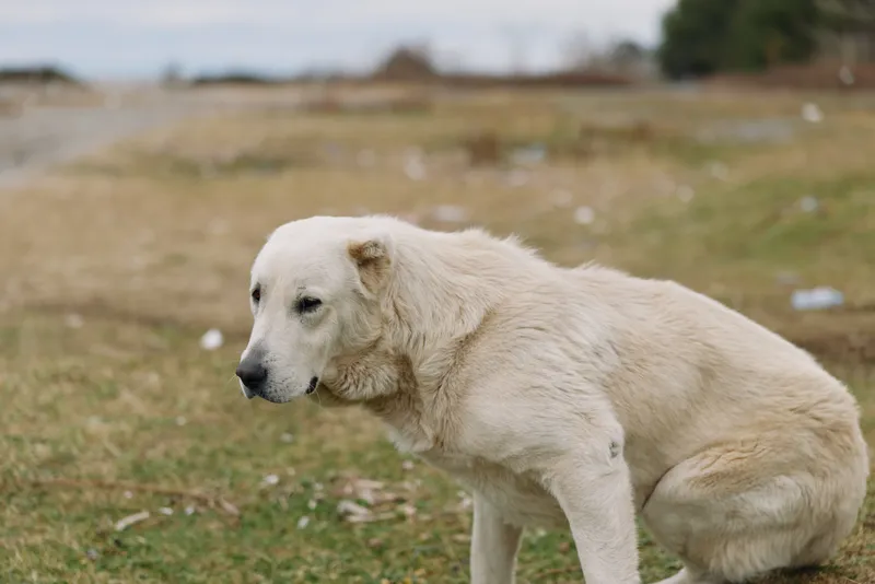 Dog, white dog, canine, animal, outdoor field scene shows a sitting lonely moment in open landscape, natural light highlights fur and peaceful mood for nature or pet photography.