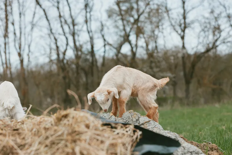 Young goat kid explores a rocky area near dry grass in a natural outdoor setting during a calm day with bare trees in the background.