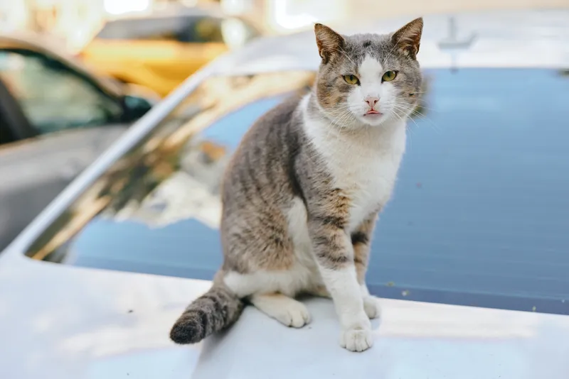 Cat perched on car hood during daytime, calm posture, curious gaze, outdoor setting with soft light, reflections on glass, subtle urban backdrop, everyday moment of quiet observation