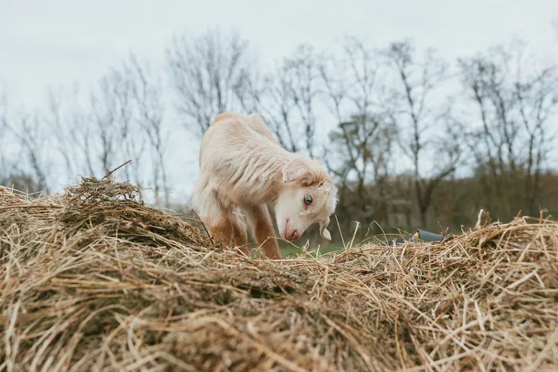 goat, kid, animal, farm, outdoors, pasture, hay, grazing, nature, countryside, a curious young goat explores a sunlit field among scattered hay in a peaceful rural landscape