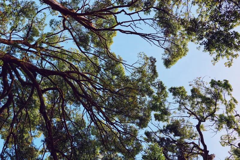 Trees canopy branches leaves sky forest nature treetop view looking up through large twisting branches with green foliage and blue sky for peaceful outdoor woodland landscape scenery