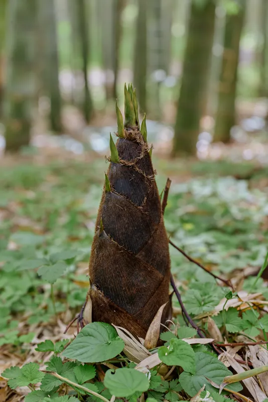 Bamboo shoot sprout on forest floor, young bamboo plant emerging among leaves and moss, closeup of nature growth and greenery in a woodland scene with textured stem.