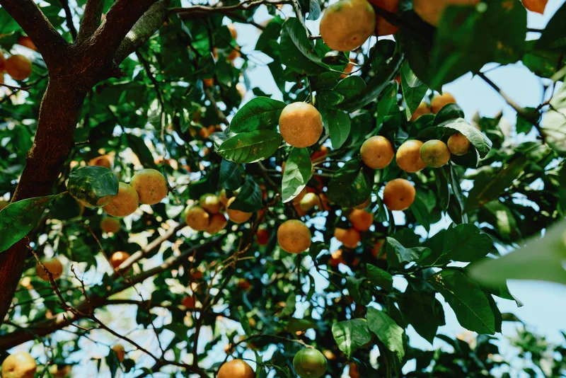 Apricot tree laden with ripe fruit, green leaves and sunlit branches in a natural orchard, showcasing fresh produce and seasonal harvest in nature