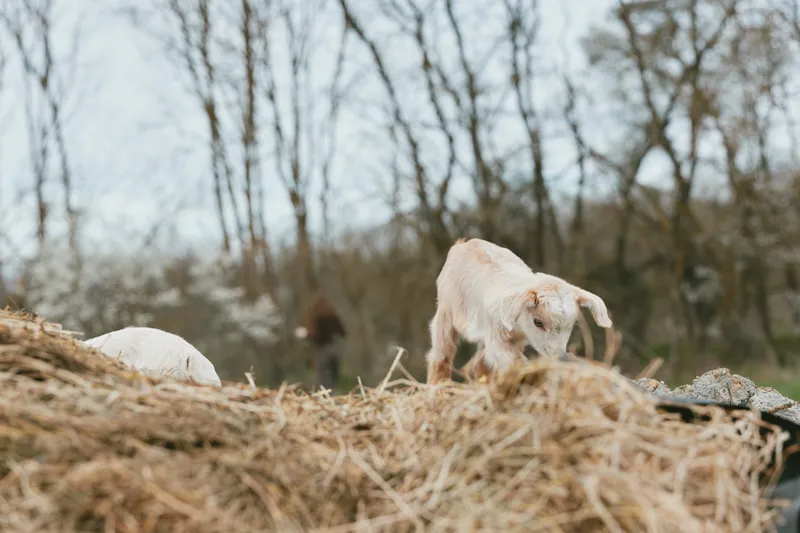 Goats explore a rustic farm setting, nibbling hay and peering over a haystack, capturing a tranquil rural moment in nature and simple farm life, animals at ease