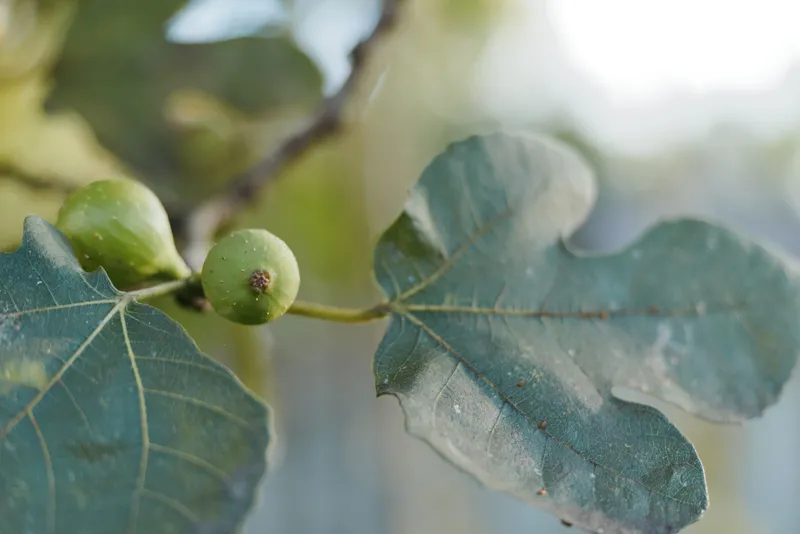 Fig fruit, fig tree, unripe fig, green leaves, closeup, branch showing a small green fig on a leafy branch in a backyard garden, soft bokeh, natural light and summer morning atmosphere.