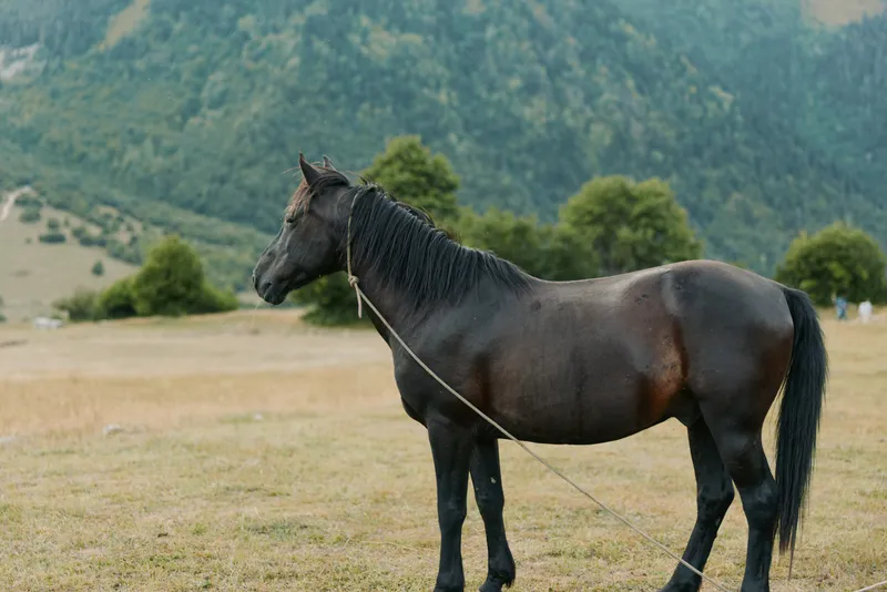 A dark horse stands in a grassy field with distant mountains in the background, wearing a simple rope halter, calm and alert, conveying a tranquil rural mood during morning light.