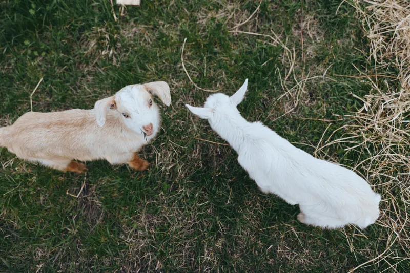 Goat, kid, outdoor, pasture, grass, animals, nature, playful, interaction, serenity in a sunlit moment with two goats sharing a meadow and calm breeze among lush vegetation and open countryside