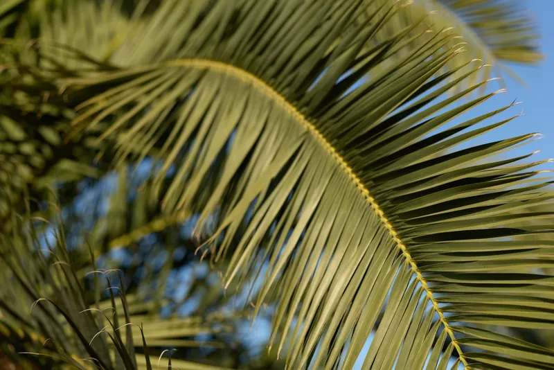 tropical palm leaves with sunlight and blue sky background, lush green foliage, vibrant nature scene in bright daylight, summer outdoors