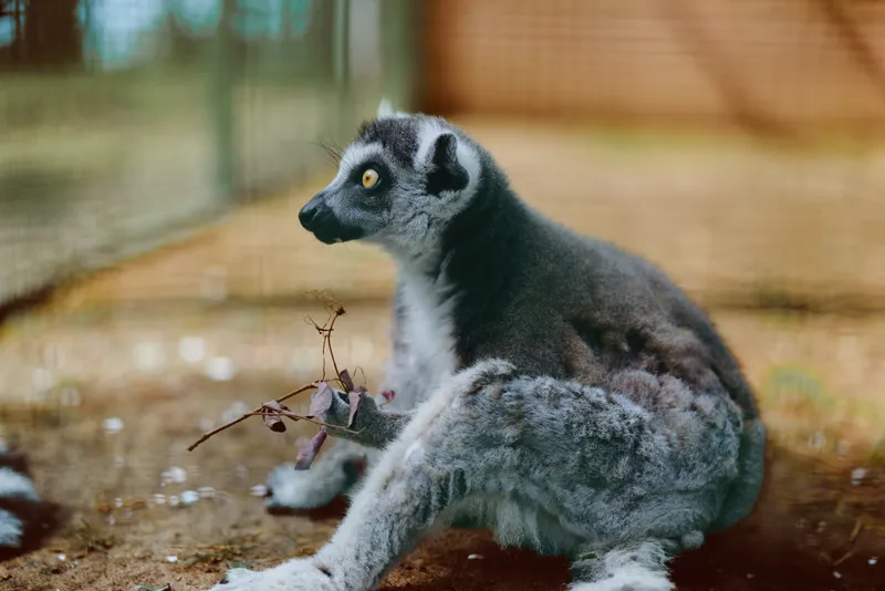 Lemur primate wildlife animal sitting with soft fur and amber eyes in profile portrait, resting on ground at zoo with curious gaze and detailed texture of fur and whiskers.