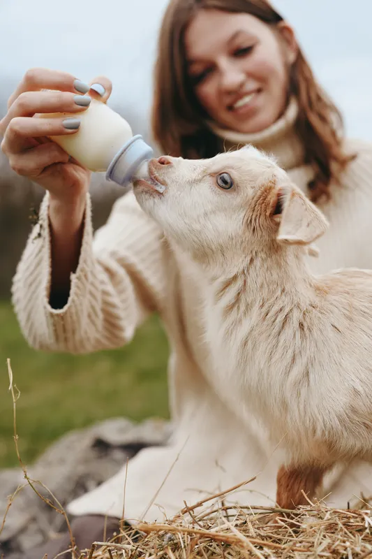 Goat kid bottle-fed by a smiling woman in a cozy outdoor setting, a lifestyle moment that captures gentleness, care, and a warm connection with animals.