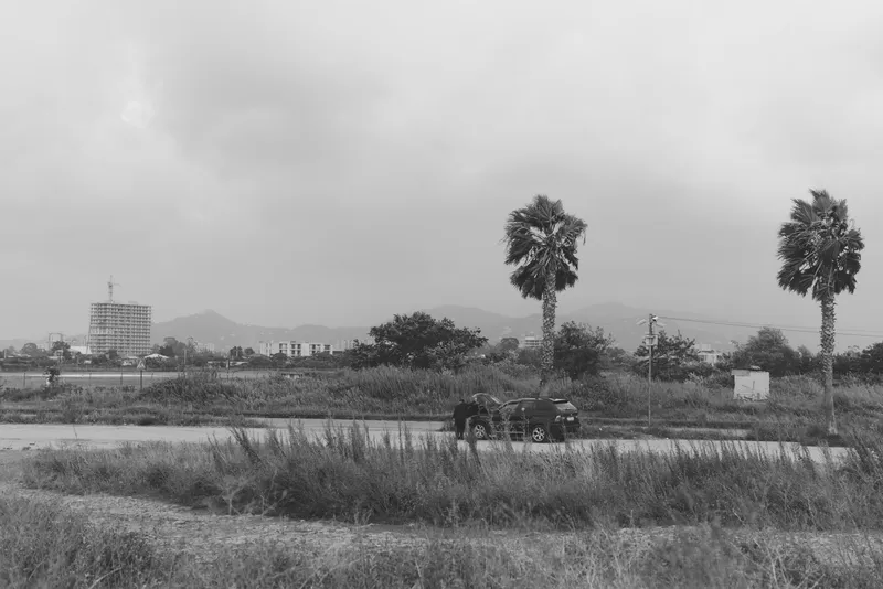 Moody rural landscape with palm trees, a distant road, and open fields under an overcast sky, capturing quiet countryside atmosphere and distant buildings in the background