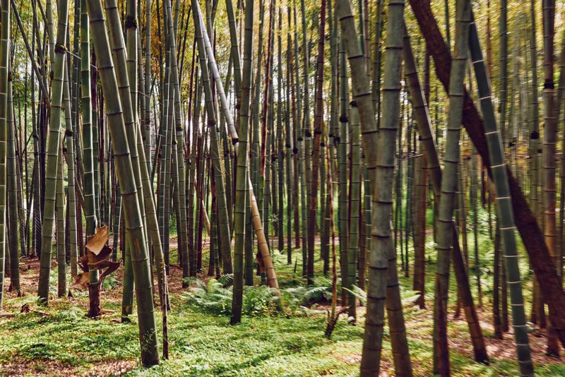 Bamboo forest grove with tall green stalks and straight trunks, dense nature scene with filtered sunlight, leafy groundcover and peaceful atmosphere in a serene woodland bamboo grove.