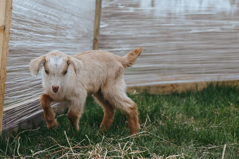 Goat kid exploring outdoor grass beside a rustic fence in a countryside yard, a curious, playful moment under sunlit light, natural colors, simple rustic charm, tranquil rural vibe