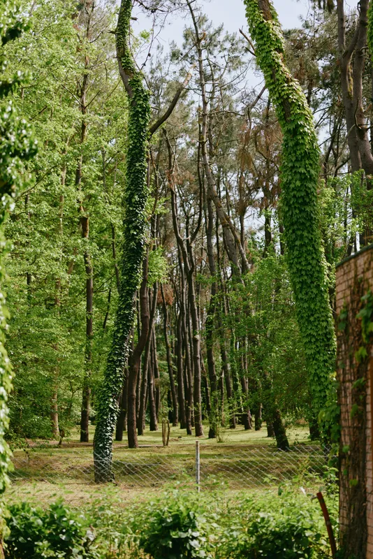 Trees, ivy, forest, park, greenery, fence, trunks, nature: Tall pine trees with ivy-covered trunks in a sunlit park forest, green understory and a wire fence bordering a peaceful natural grove.