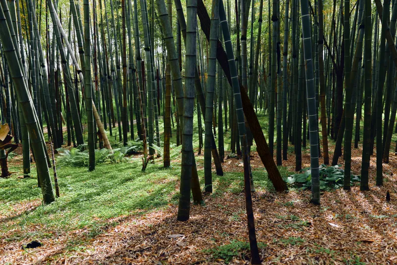 Bamboo forest grove with straight trunks and green foliage, sunlight filtering through canopy creating shadows on undergrowth and forest floor, tranquil natural scenery.