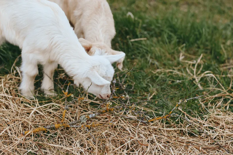 Goat kid grazes on straw in a green pasture, capturing a simple rural lifestyle moment with curious, gentle animal behavior against a natural grass background, on a sunny day outdoors.