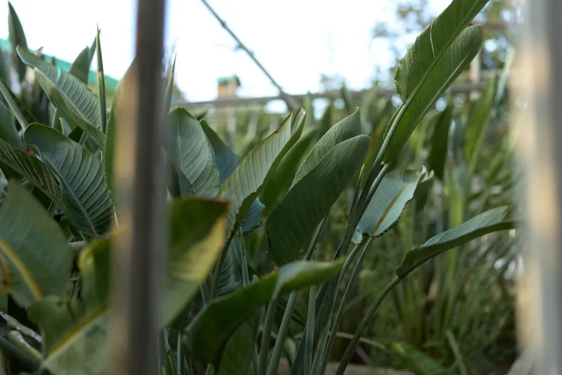 Leaves green fence garden foliage tropical plants nature captured closeup in an urban backyard, large leafy stems behind metal bars with soft bokeh light and shallow depth of field.