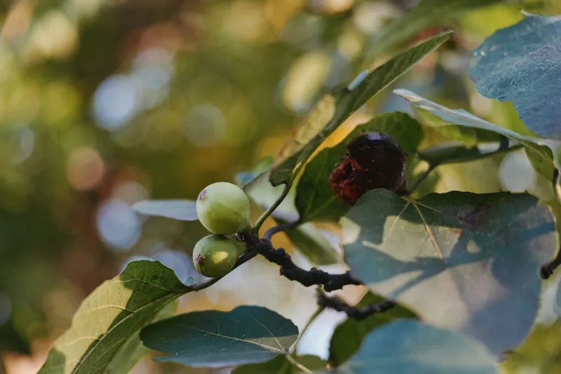 Fig, fig tree, fig fruit, leaves, branch, unripe fruit Close-up of green unripe figs and a drying fig on a sunlit branch in a backyard garden, late summer organic harvest scene.