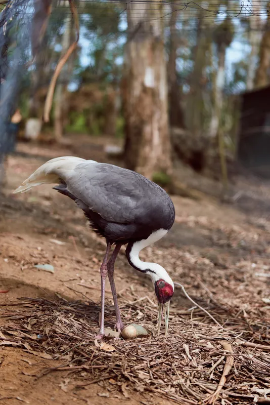 Crane bird nature forest wildlife feeding on ground among leaf litter, closeup portrait of a solitary adult with red head and long beak, walking in natural environment.
