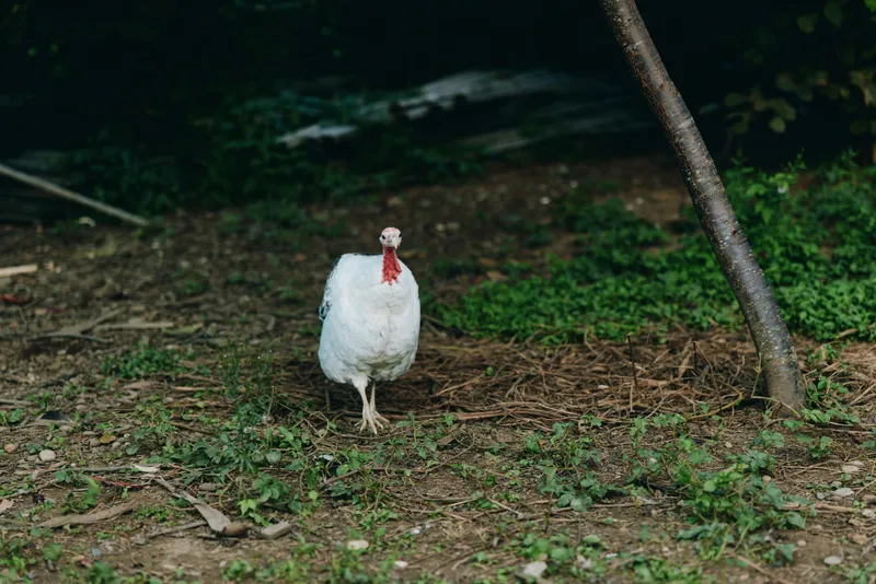 Adult white turkey domestic bird walking outdoors in a shaded farm clearing, curious and alert posture with red wattle, natural rural setting of grass, dirt and tree trunk.