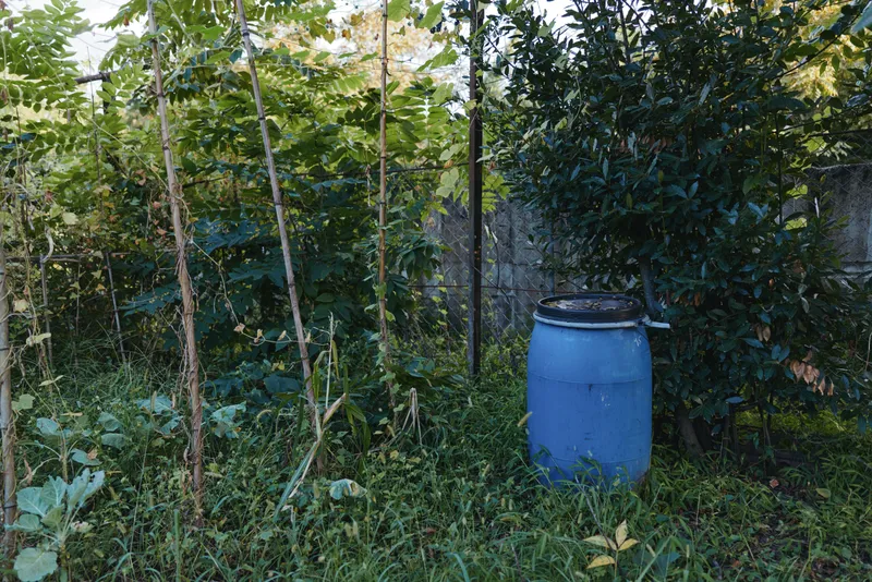 Blue barrel and overgrown garden in a quiet backyard with dense foliage against a concrete wall and tall weeds, rustic outdoor storage and neglected yard atmosphere.