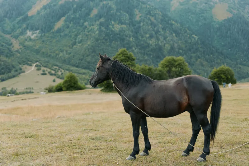 A calm horse stands in a grassy field with distant mountains, tethered by a rope. The tranquil scene conveys rural charm, natural beauty, and open air freedom.