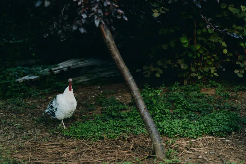 Chicken, hen, farm, backyard, grass, trees, walking, rural - White speckled hen walking on green grass under shaded trees in a rustic backyard, calm farm lifestyle and sustainable smallholding scene.