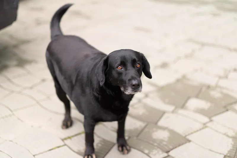 Curious black dog standing on a paved path outdoors, natural light, calm mood, neutral tones, simple street setting, friendly presence