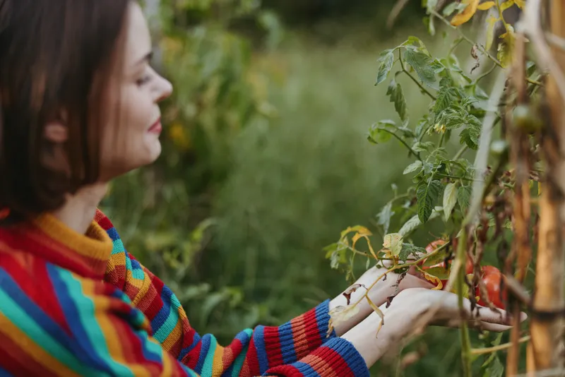 Woman in her 30s wearing a colorful striped sweater, smiling and picking ripe tomatoes in an outdoor garden, leaning into homegrown vines for a sustainable lifestyle harvest.