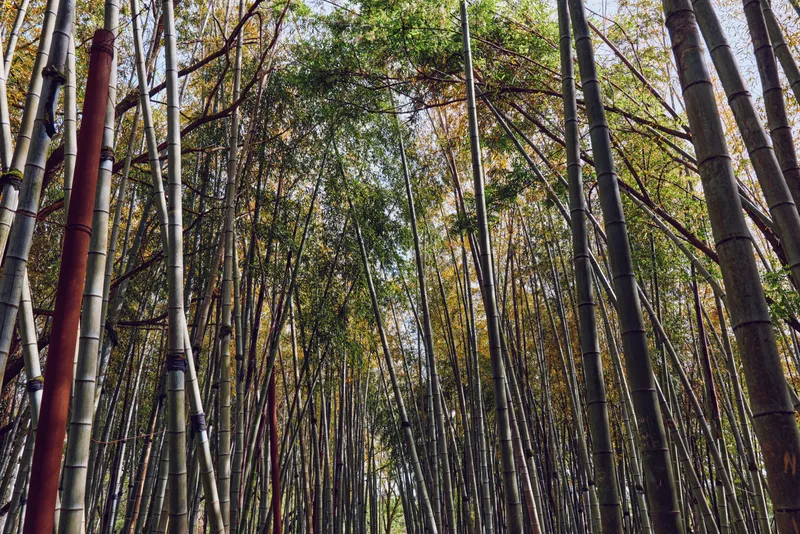 Bamboo forest grove of tall trees with dense canopy and green leaves, vertical bamboo stalks forming a serene nature path as sunlight filters through the leafy overhead.