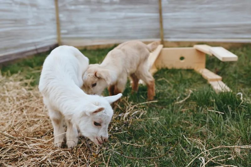 Goat, goats, kid, kids, farm, farmyard, pen, animal, animals, livestock in a sunlit yard explore straw and grass, a candid lifestyle moment showing curiosity and rural farm life.