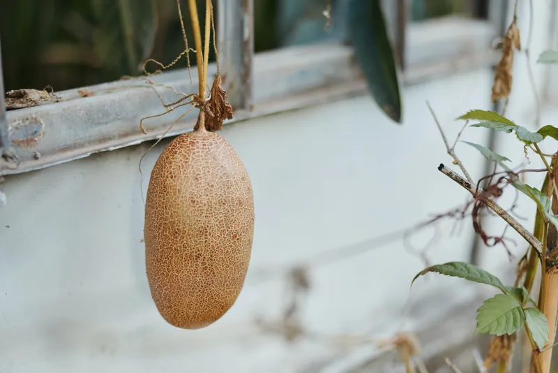 Cantaloupe melon hanging on vine in greenhouse, ripe oval fruit with netted rind suspended by twine support, garden produce scene for organic harvest, rustic farm to table decor.