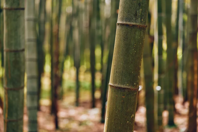 bamboo forest trunks in a shaded grove with vertical stalks and green plants, closeup texture of trunk and moss, peaceful nature scene with soft depth and filtered sunlight.