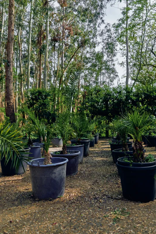 Plant nursery with rows of potted palms and foliage in garden setting, black pots on gravel pathway, young palm trees for landscaping, outdoor cultivation and plant care.