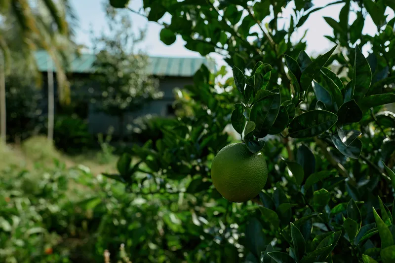 Close view of a ripe lime hanging from a leafy branch in a calm garden, with blurred background and lush foliage, highlighting fresh fruit and natural scenery suitable for nature, agriculture, and