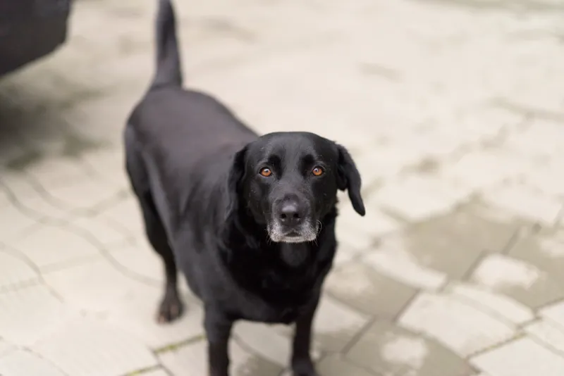 Curious dog, black dog, canine, pet, animal outdoors on pavement, ground level portrait with natural light, attentive gaze, soft background, simple outdoor moment