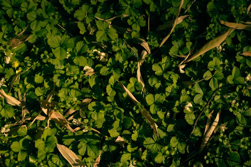Leaves, groundcover, foliage, plants, green, nature in closeup carpet of small wild leaves on forest floor with dappled sunlight, texture and freshness for botanical or garden background