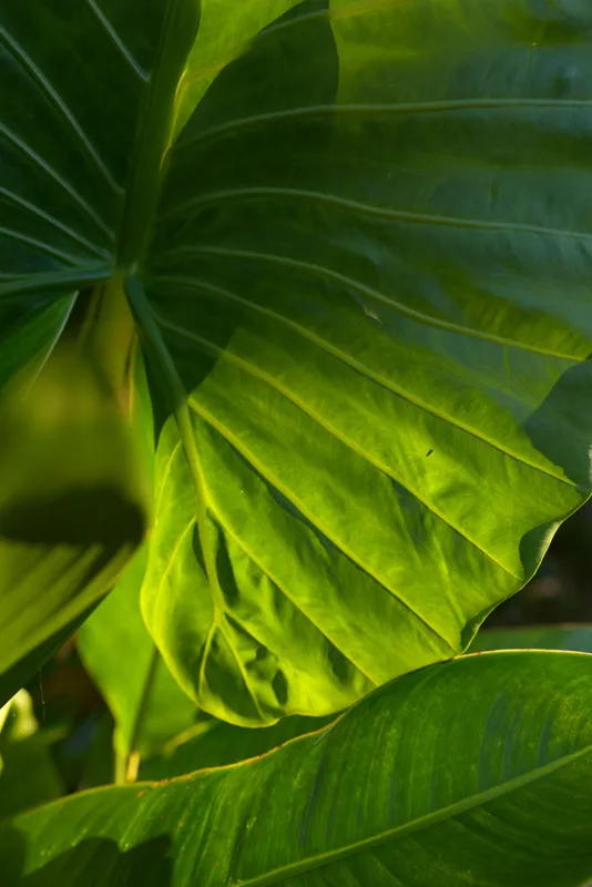 Close up of large green tropical leaves with detailed texture and veins illuminated by natural sunlight. Concept for nature, freshness, and botanical lifestyle.
