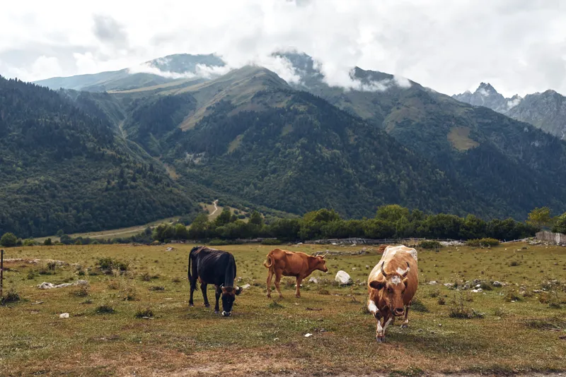 Cows grazing in a vast pasture with rolling hills and distant mountains under a cloudy sky, capturing rural countryside, meadow and landscape, open space and expansive freedom.