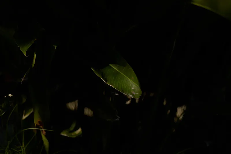 leaf, leaves, foliage, darkness, lighting, texture, closeup, nature, shadow, night, A close up of glossy dark green leaves in a dimly lit setting, highlighting texture and edge details for a moody