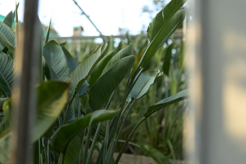 Tropical leaves, green foliage, garden plants, outdoor nature, closeup leaves and sunlight on leaf texture in a backyard setting, dense growth and natural green background.