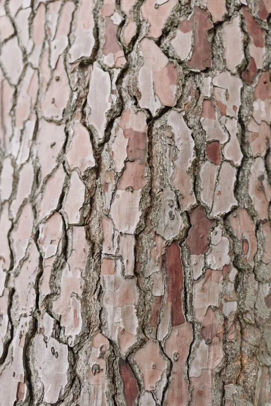 Close up of tree bark with cracked texture and earthy tones, revealing a rough surface pattern and natural detail perfect for nature photography, texture design and outdoor stock.